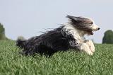 BEARDED COLLIE 241